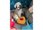 Beautiful Pug Puppies for rehoming.