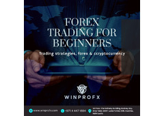 Start Your Forex Trading Journey as a Beginner