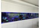 Dive into Excellence with Oasis Aquariums in Sydney