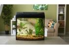 Your Trusted Aquarium Store in Australia for Quality Aquariums