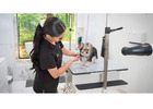 Best Dog Grooming Packages in USA